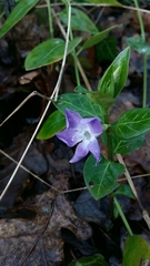 Vinca major