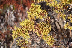 Eriogonum microtheca ambiguum