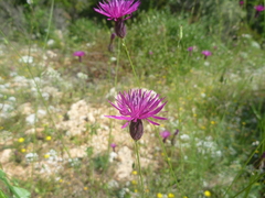 Crupina crupinastrum