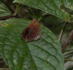 Paralaxita