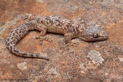 Afroedura nivaria