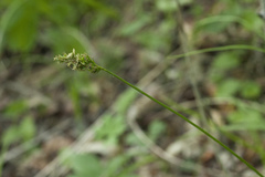 Carex pallida