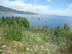 Crupina crupinastrum