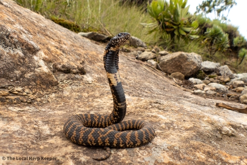 Rinkhals (Hemachatus) - Snakes and Lizards