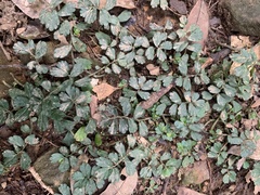 Elatostema obtusum trilobulatum