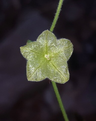 Mirabilis linearis linearis