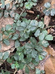 Elatostema obtusum trilobulatum
