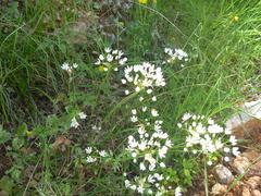 Allium subhirsutum
