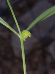 Mirabilis linearis linearis