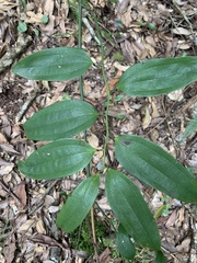 Smilax lanceifolia