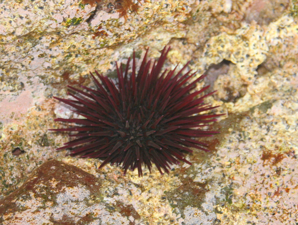 Echinometra insularis