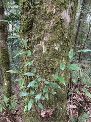 Castanopsis carlesii