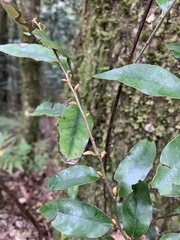 Castanopsis carlesii