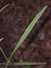 Mirabilis linearis linearis