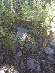 Mirabilis linearis linearis