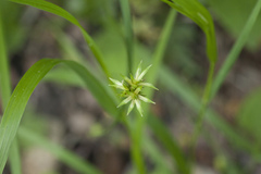 Carex pallida
