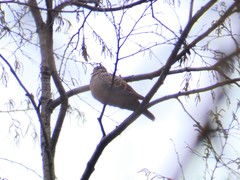 Streptopelia orientalis