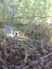 Mirabilis linearis linearis