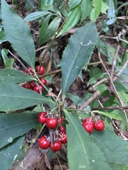 Ardisia cornudentata stenosepala