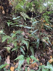 Ainsliaea macroclinidioides