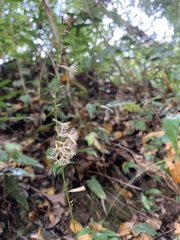 Ainsliaea macroclinidioides