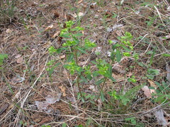 Euphorbia jenisseiensis