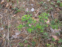 Euphorbia jenisseiensis
