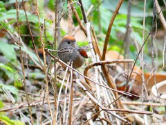 Sinosuthora alphonsiana