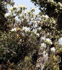 Rhododendron veitchianum