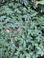 Elatostema parvum