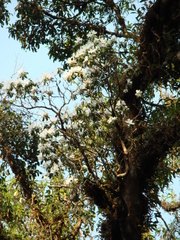 Rhododendron veitchianum