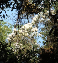 Rhododendron veitchianum