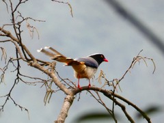 Urocissa erythroryncha