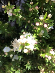 Myrtus