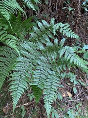 Diplazium kawakamii