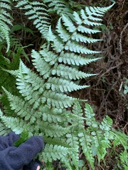 Diplazium kawakamii