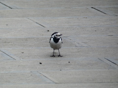 Motacilla alba