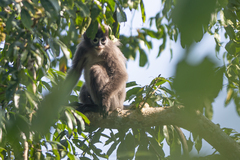 Trachypithecus phayrei