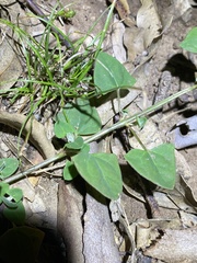 Chenopodium trigonon stellulatum