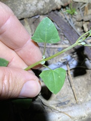 Chenopodium trigonon stellulatum