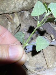 Chenopodium trigonon stellulatum