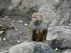 Macaca mulatta
