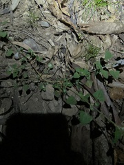 Chenopodium trigonon stellulatum