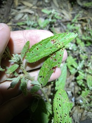 Sida hackettiana