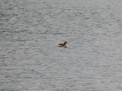 Tachybaptus ruficollis