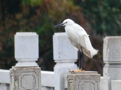 Egretta garzetta