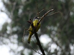 Spizixos semitorques