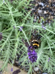 Bombus
