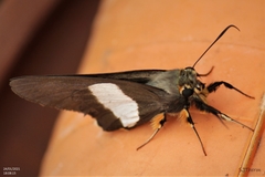 Coeliades forestan forestan