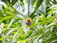 Abroscopus albogularis